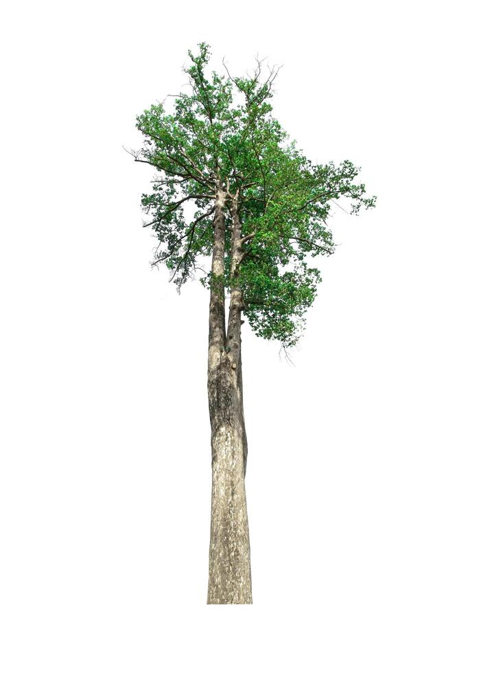 single boom geïsoleerd Aan wit achtergrond met knipsel pad foto