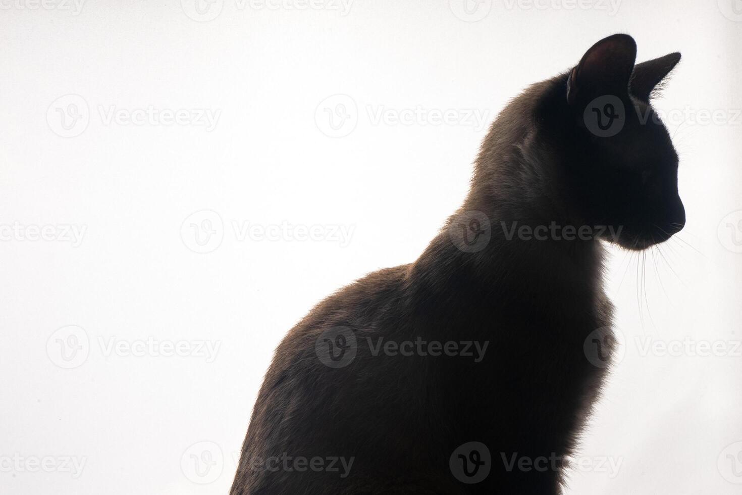 een jong Siamees kat in silhouet tegen een helder wit achtergrond. de zacht gloed van achter contouren haar bevallig vorm en iconisch wees oren, benadrukkend de strak lijnen en opvallend Kenmerken. foto