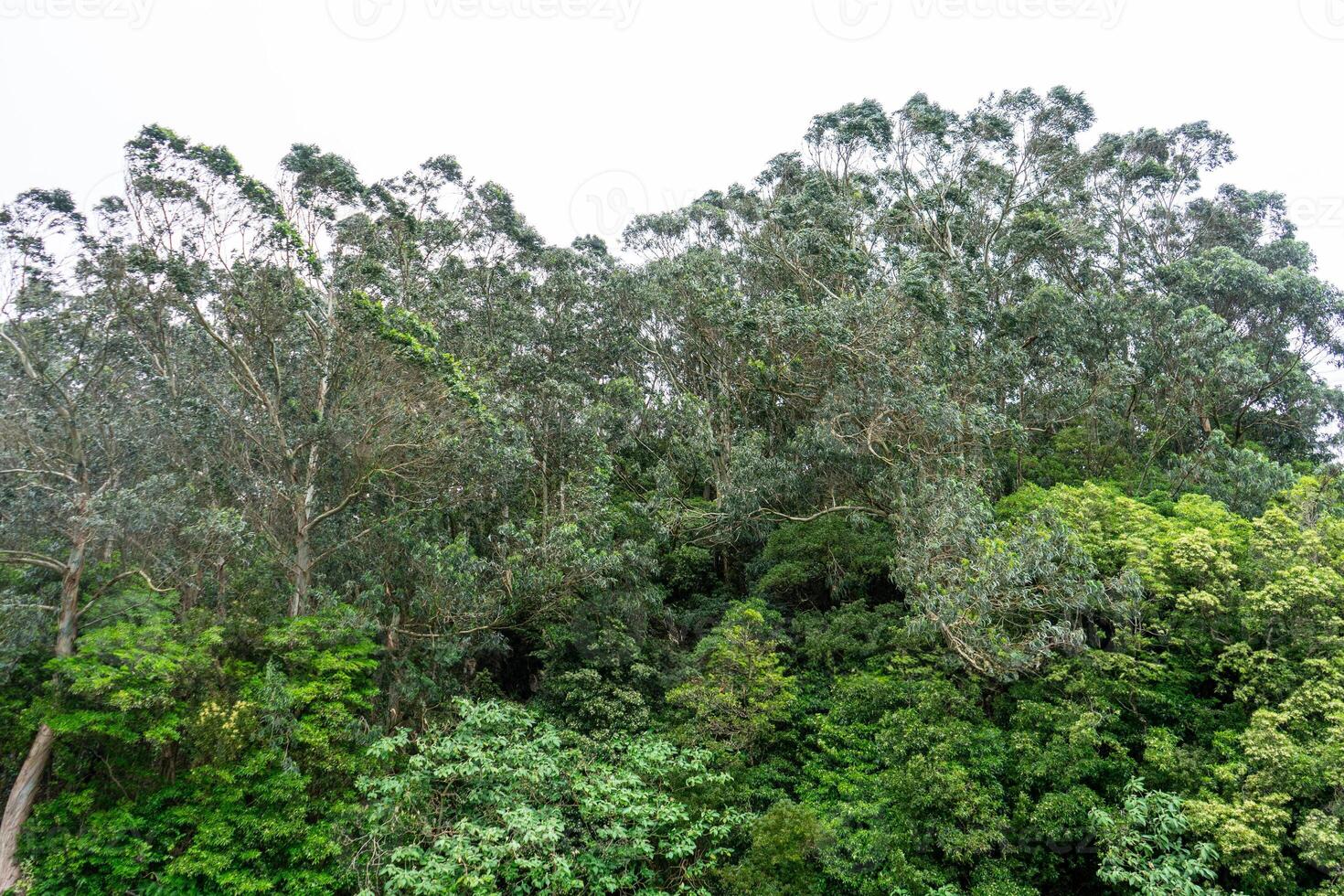 weelderig groen bomen creëren een sereen backdrop Aan terceira eiland, azoren. perfect voor natuur-thema. foto