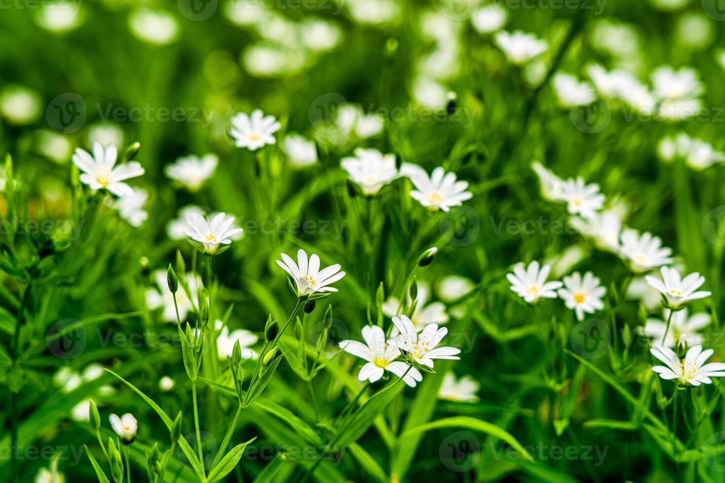 wild bloemen in de Woud tussen de groen gras in de voorjaar of zomer tijd van de jaar. foto