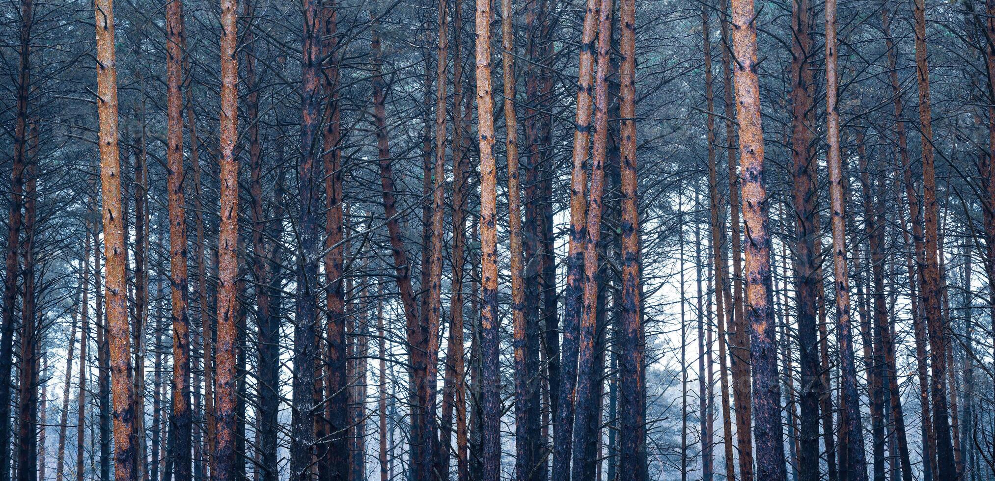 panorama van pijnboom herfst nevelig Woud. rijen van pijnboom boomstammen gehuld in mist Aan een bewolkt dag. foto