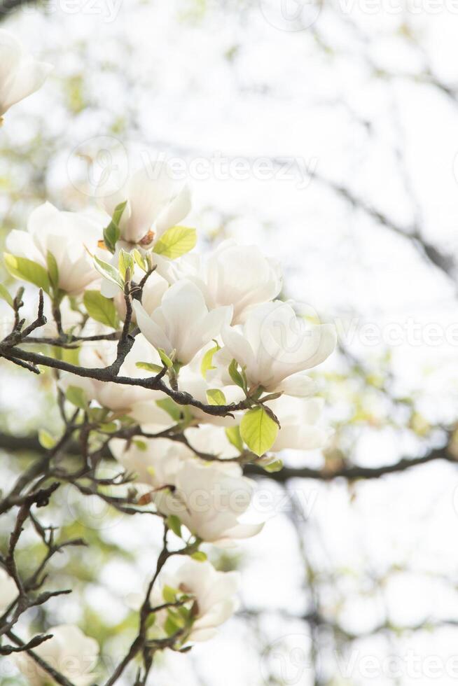 wit magnolia bloemen. bloem knop Aan een boom Afdeling in de tuin. foto