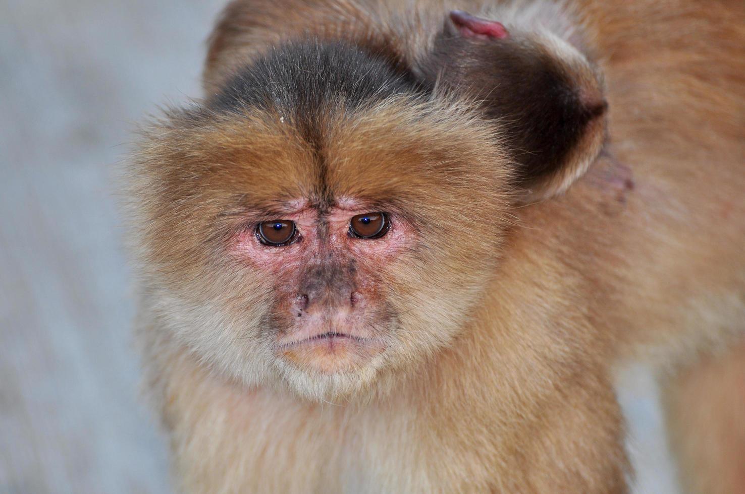 een aap gezicht foto