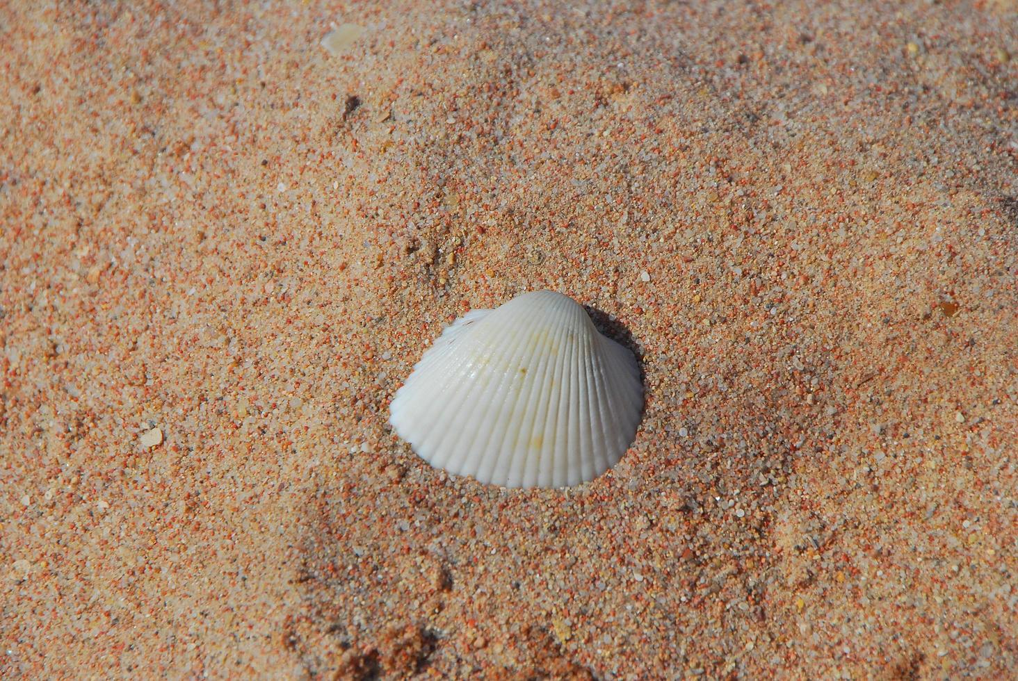 witte schelp op het strand foto