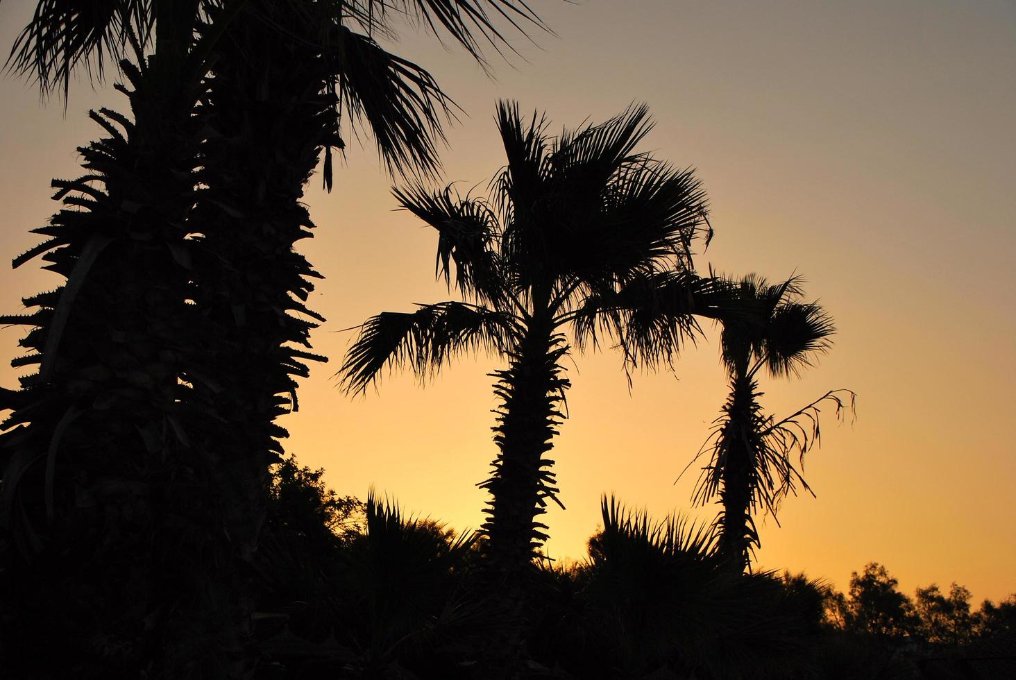 palm bij de zonsondergang foto