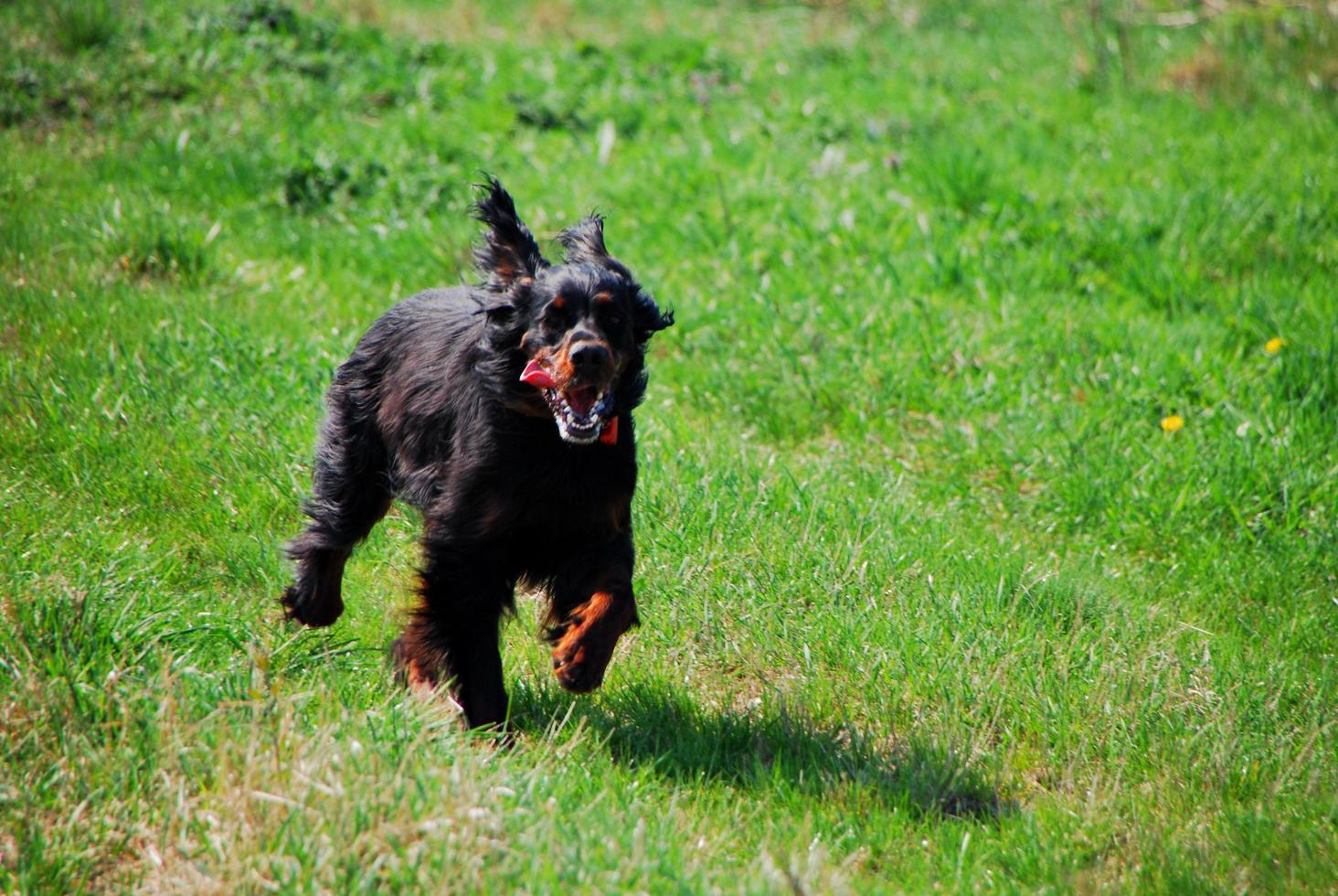 zwarte hond op een groene weide foto