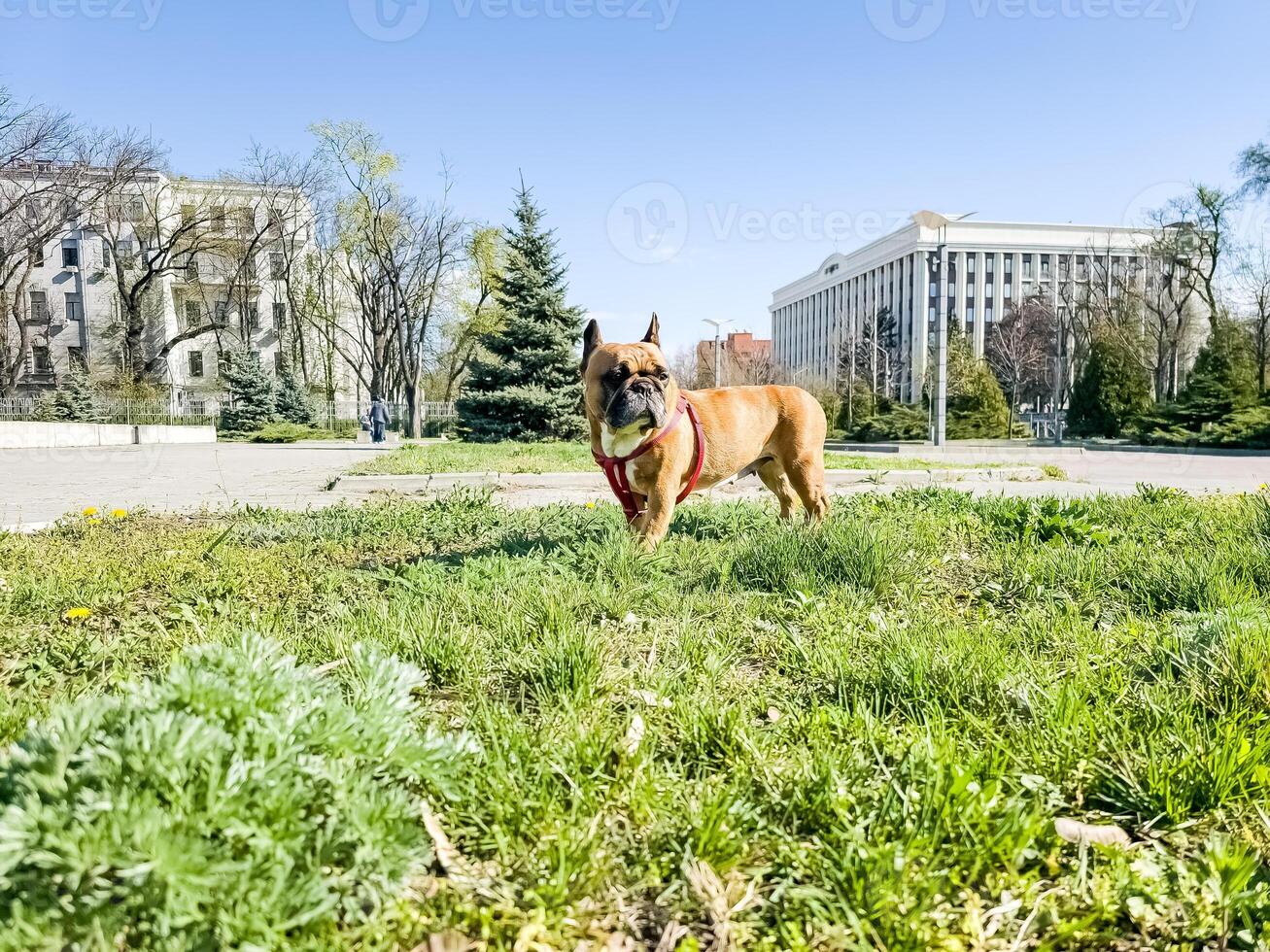 reekalf rasecht Frans bulldog Aan een wandelen. huisdier zorg concept foto