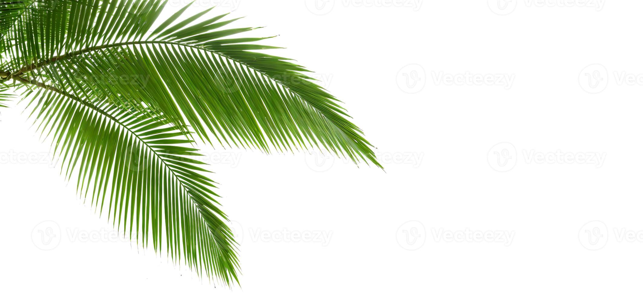 palm boom takken Aan wit achtergrond banier foto