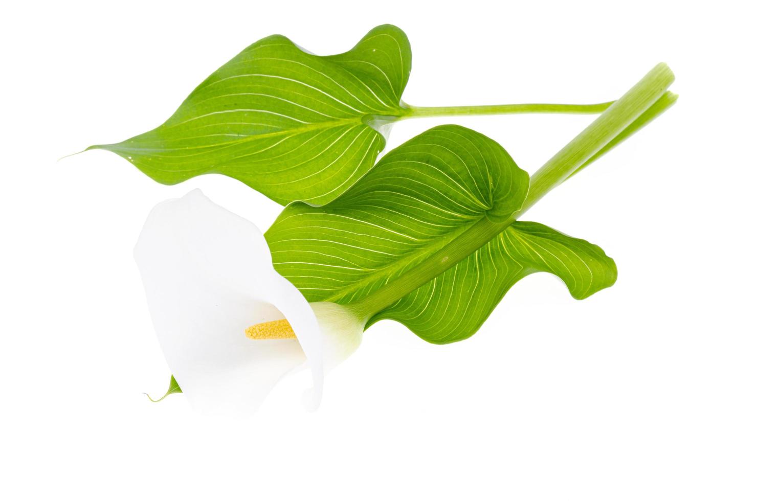 witte delicate calla bloem geïsoleerd op een witte achtergrond foto