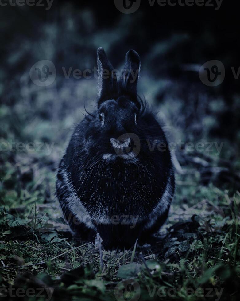 zwart konijn gefotografeerd Bij nabij foto