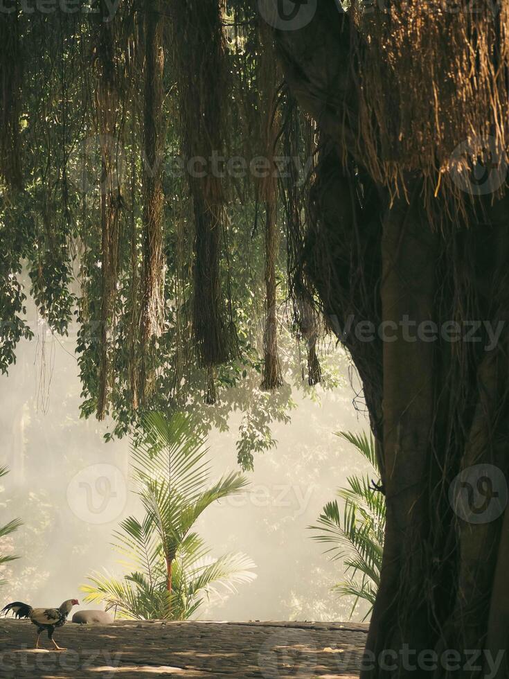 banyan boom in de grot van maagd Maria puhsarang foto