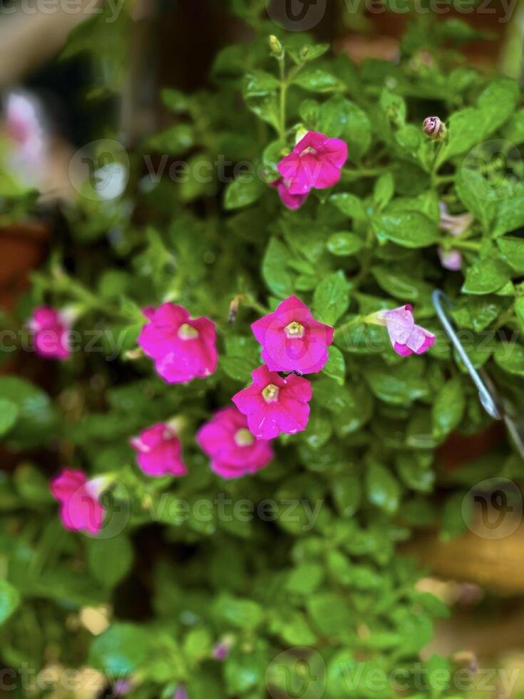 detailopname van levendig roze en gevormde petunia's met delicaat dauw druppels, presentatie van de ingewikkeld details en kleuren van voorjaar foto