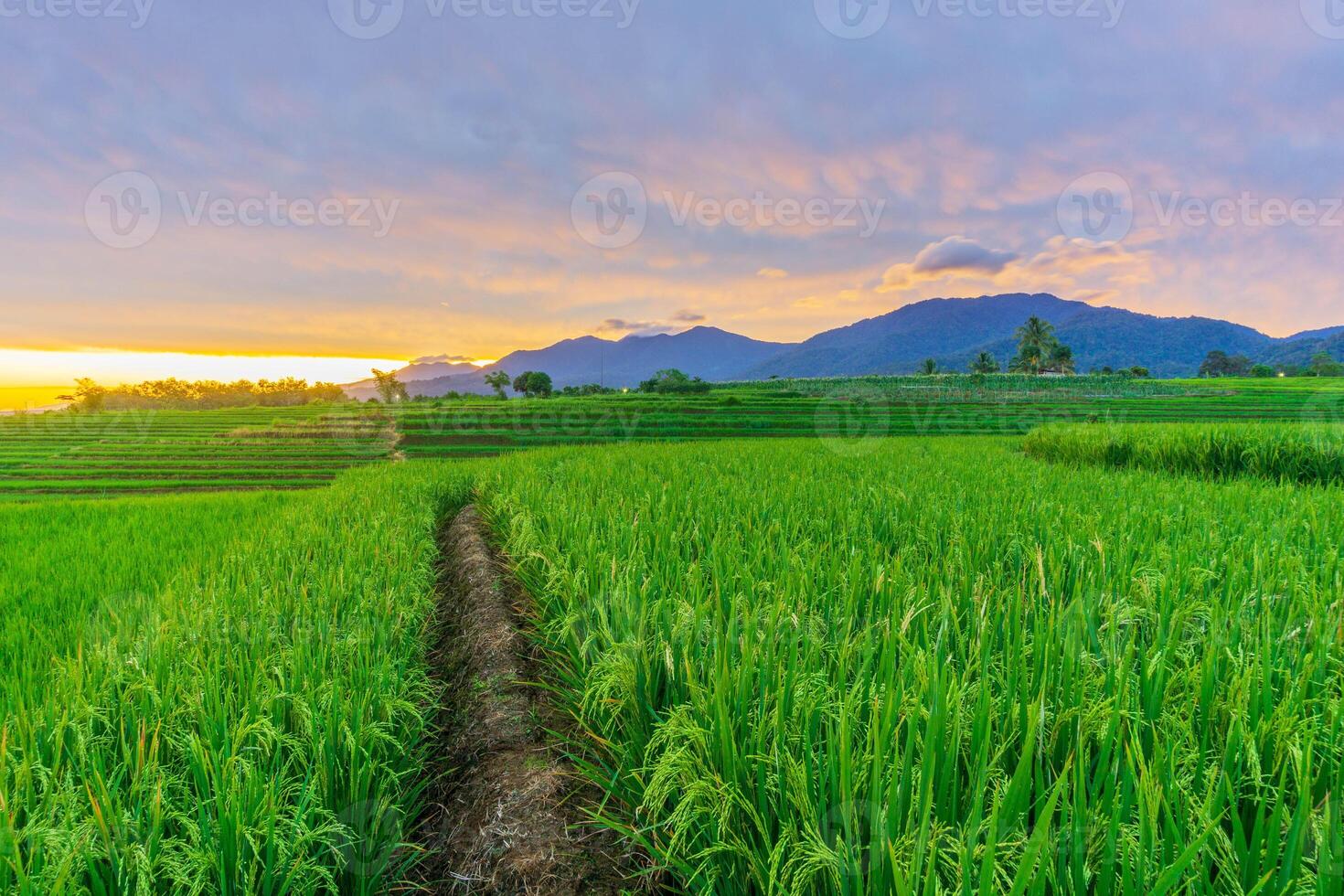 mooi ochtend- visie van Indonesië van bergen en tropisch Woud foto