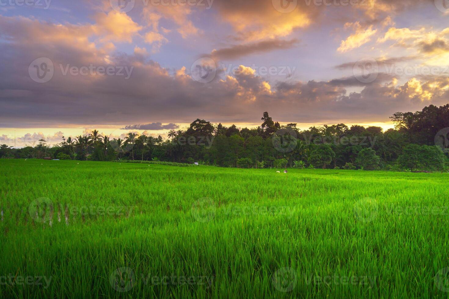 mooi ochtend- visie van Indonesië van bergen en tropisch Woud foto