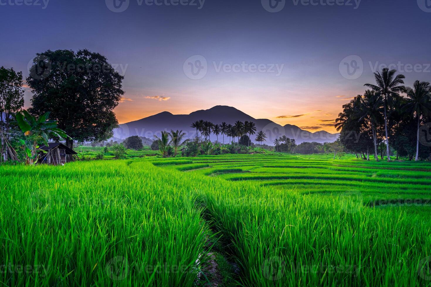 mooi ochtend- visie van Indonesië van bergen en tropisch Woud foto