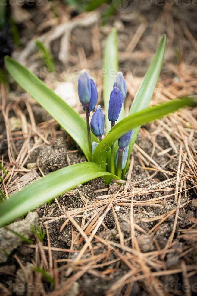 detailopname van veel Ingepakt wild blauw sneeuwklokje bloemen in een Woud, mooi dichtbij omhoog buitenshuis voorjaar achtergrond foto