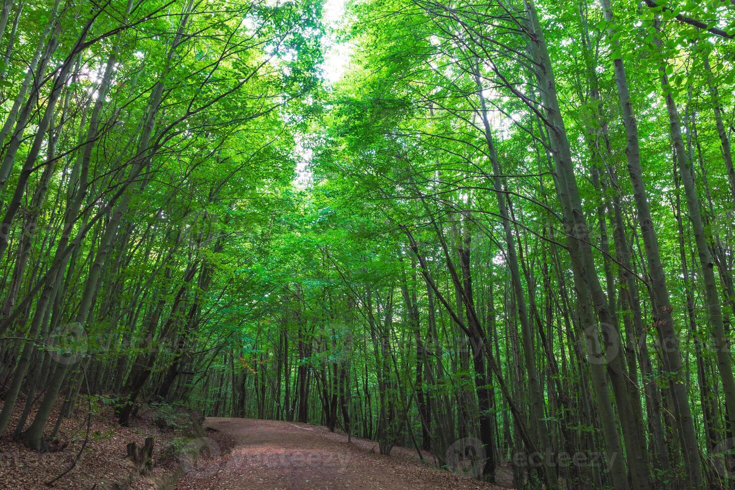 jogging of rennen spoor in de groen weelderig Woud. foto