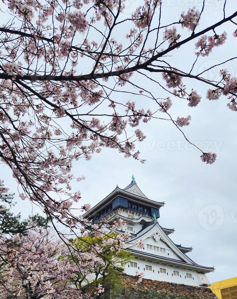 kokura kasteel in kitakyushu, Japan met kers bloesems bomen, sakura, voorjaar achtergrond foto