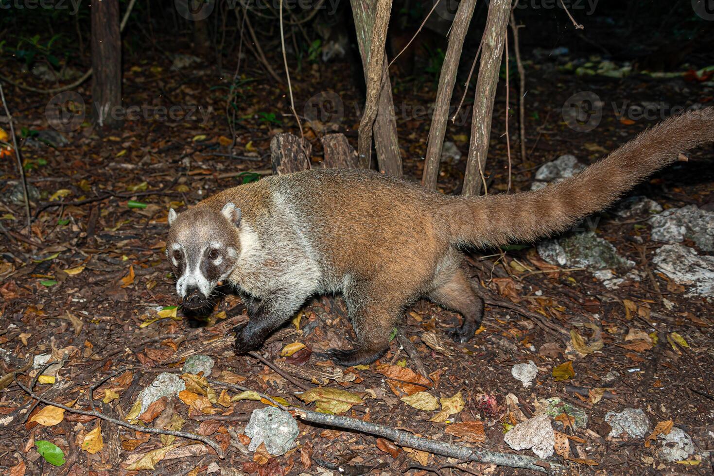 coati in de Mexicaans oerwoud van Cancun foto