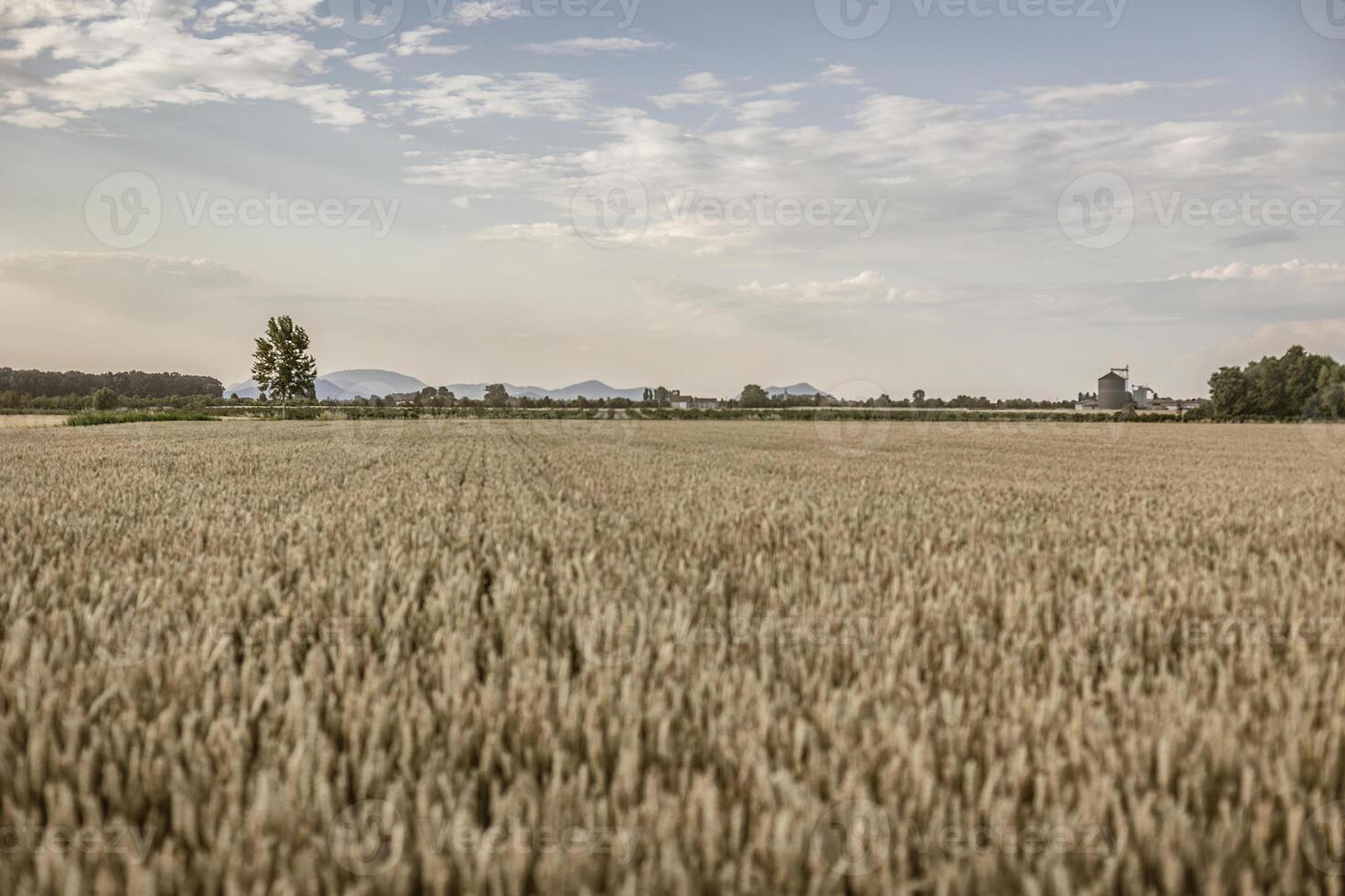 Italiaans volwassen gerst veld- in zomer foto