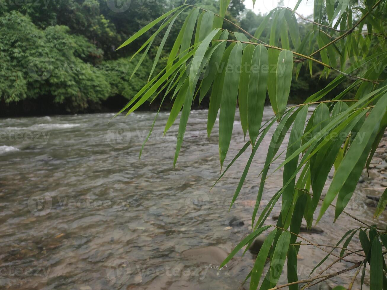 vredig rivier- met bamboe bladeren in tropisch oerwouden van zuidoosten Azië foto