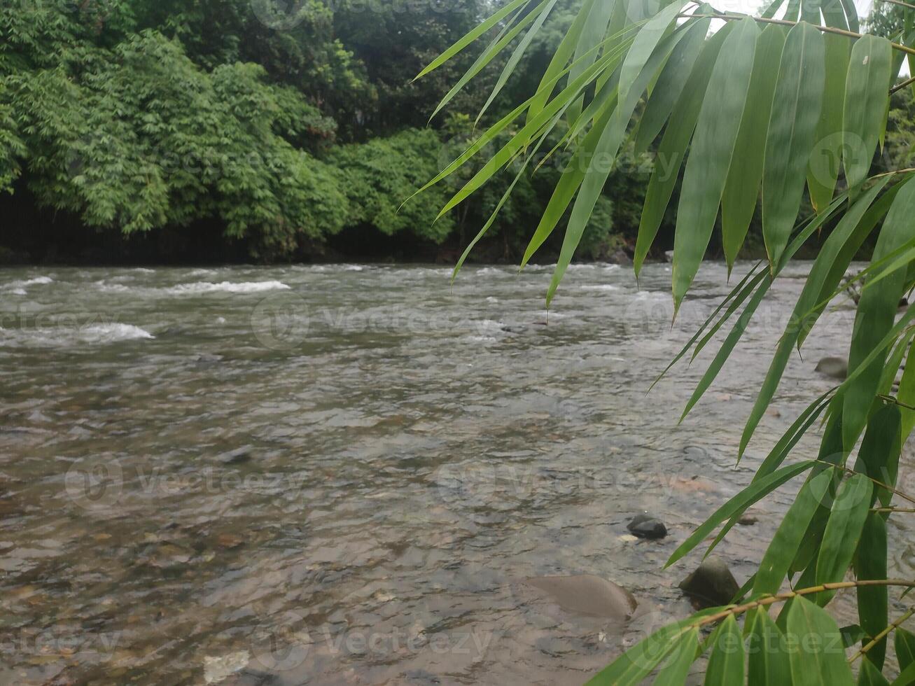 vredig rivier- met bamboe bladeren in tropisch oerwouden van zuidoosten Azië foto