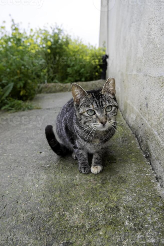 verlaten kat in straat foto