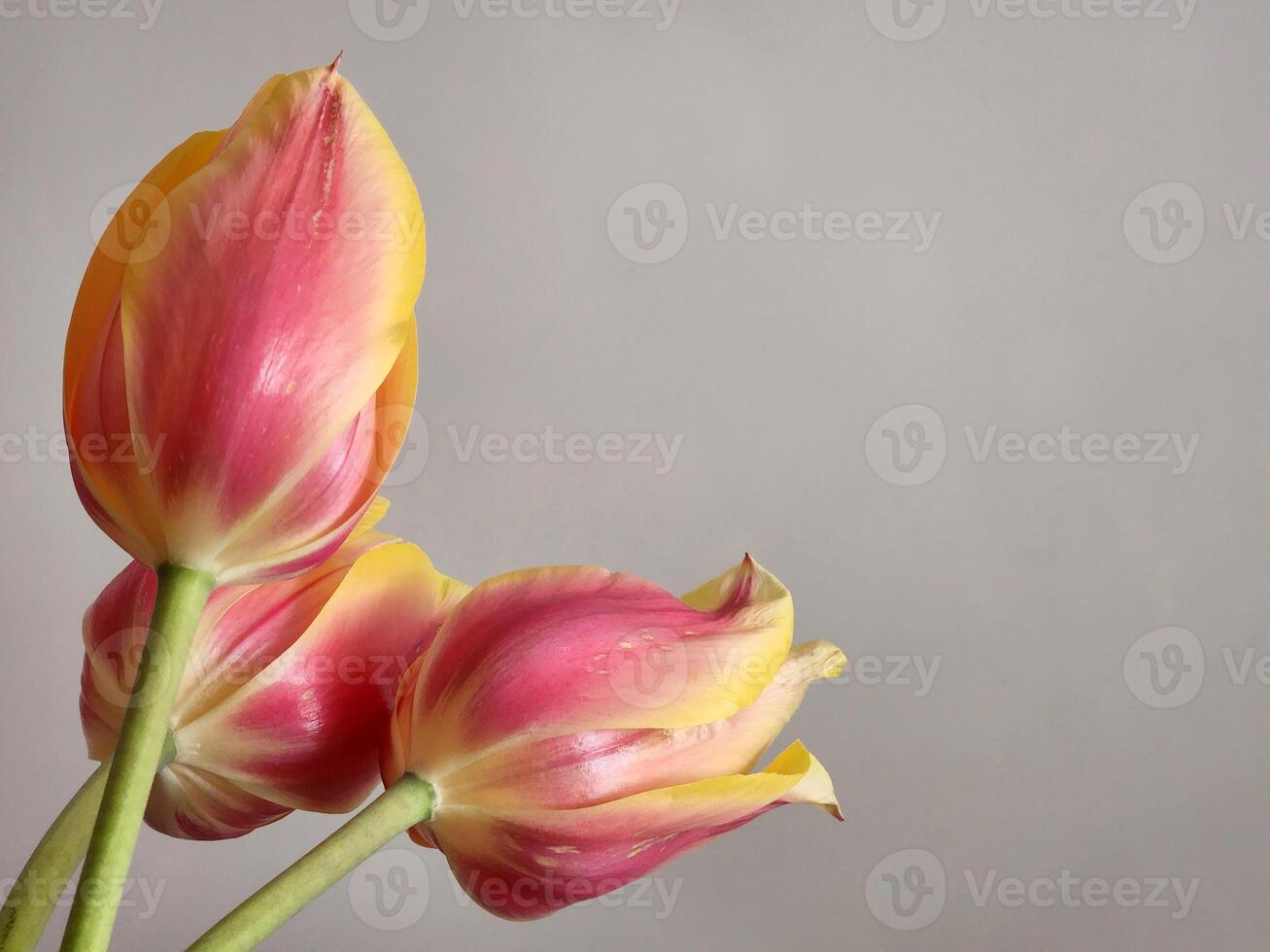 geel-roze tulpen. tulp bloemen. boeket van tulpen foto