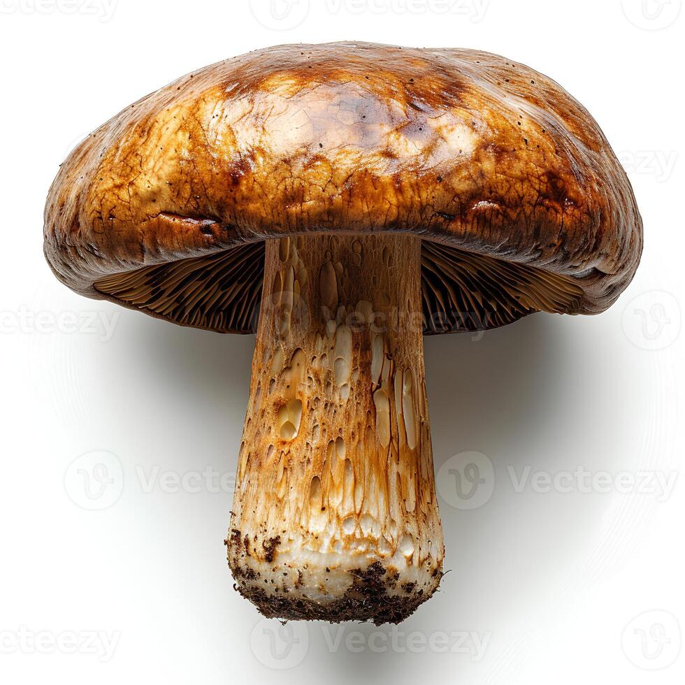 boletus edulis paddestoel geïsoleerd Aan wit achtergrond met schaduw foto