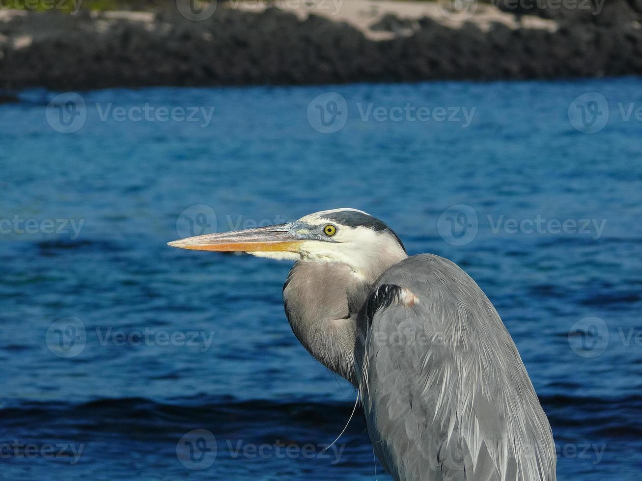 blauwe reiger, ecuador foto