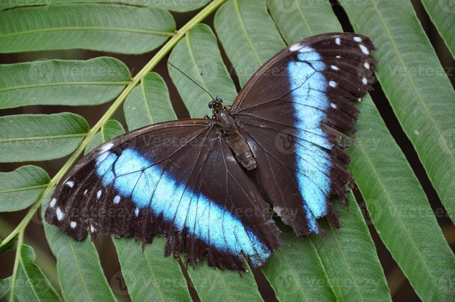 blauwe morpho vlinder foto