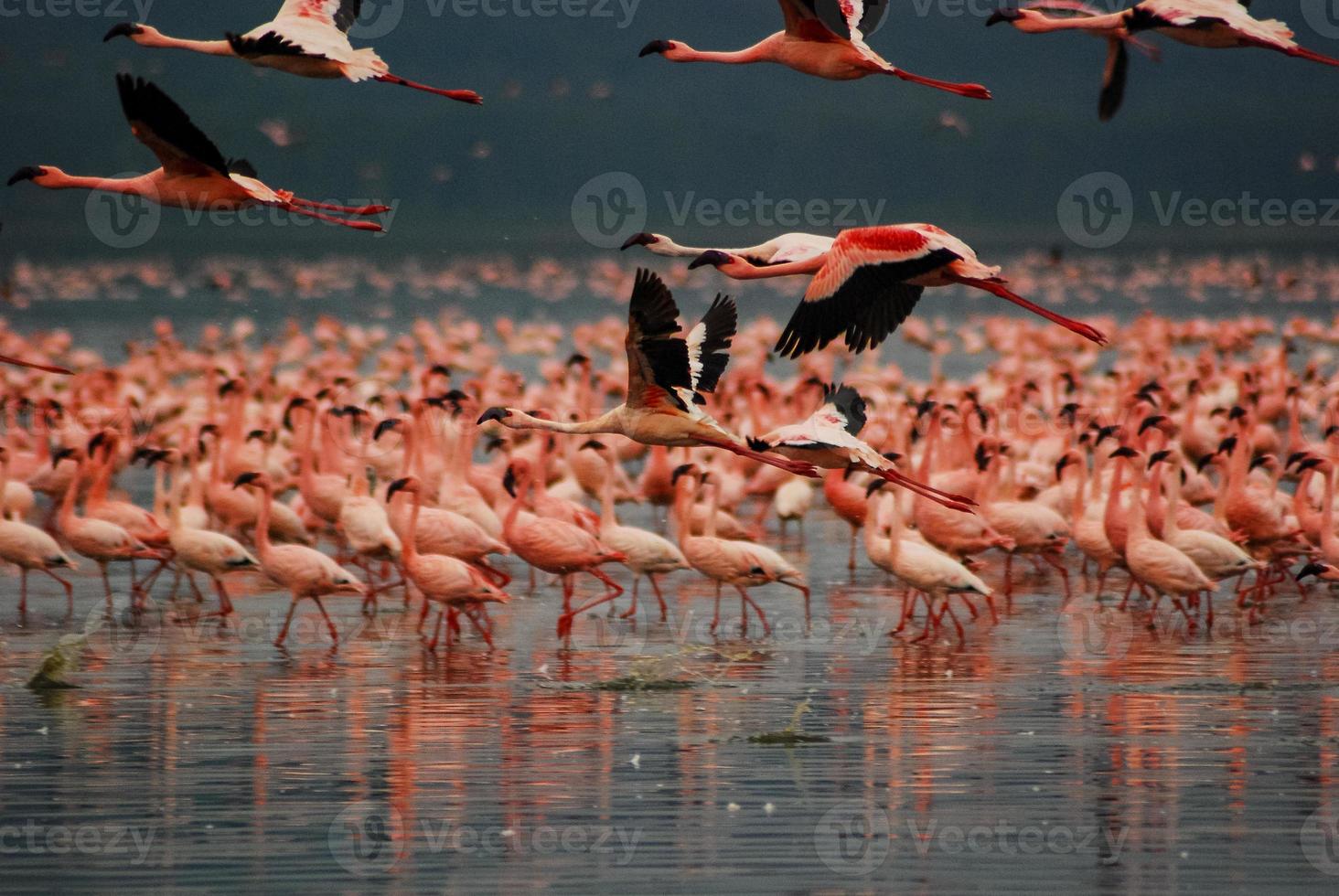 flamingo's bij Lake Nakuru foto