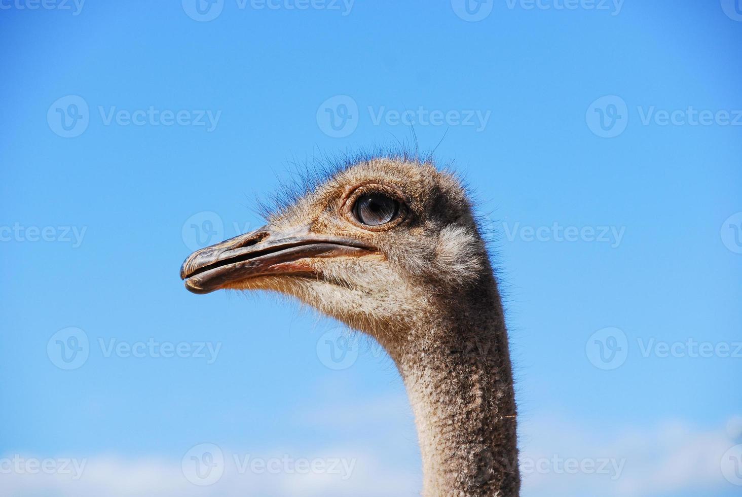 struisvogelkop, afrika foto