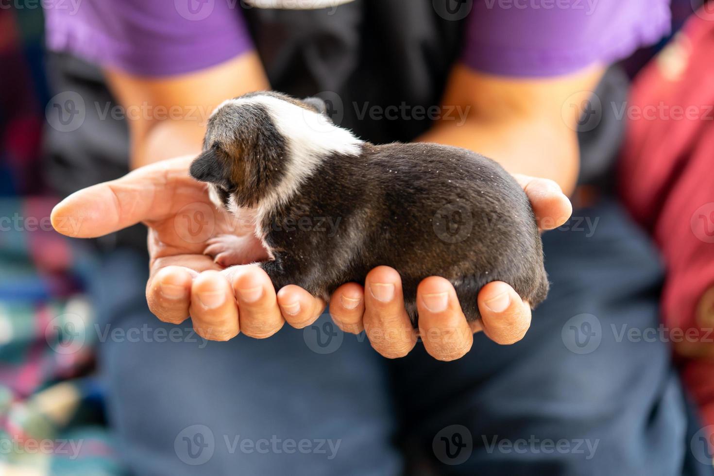 een puppy van twee weken oud foto