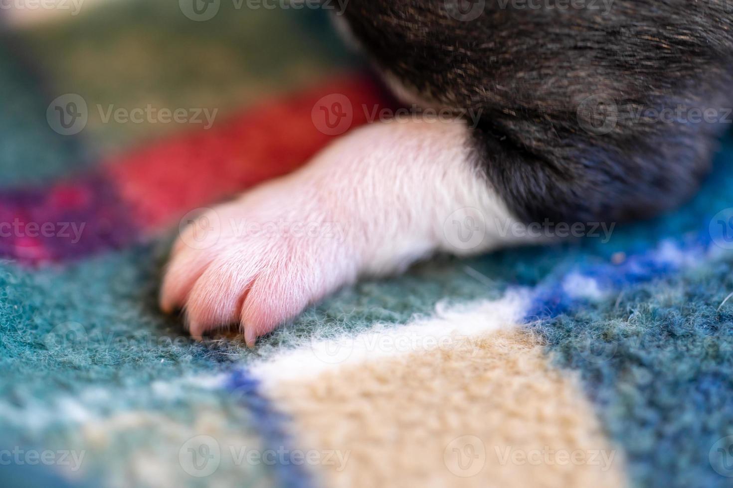 een puppy van twee weken oud foto