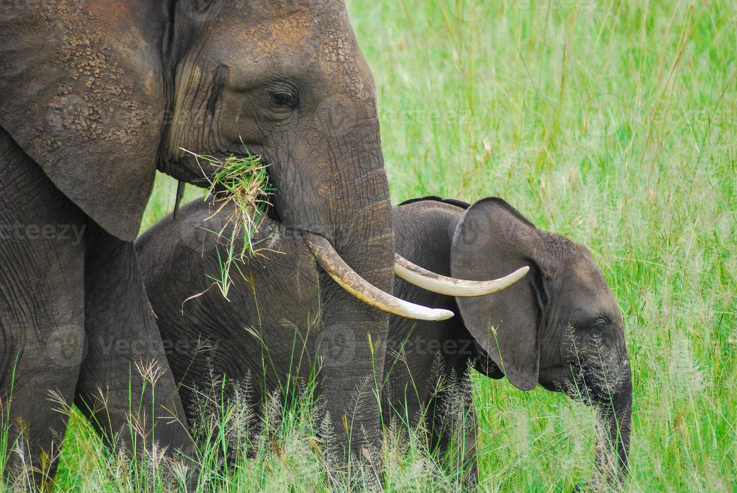 een vrouwelijke olifant en een baby foto