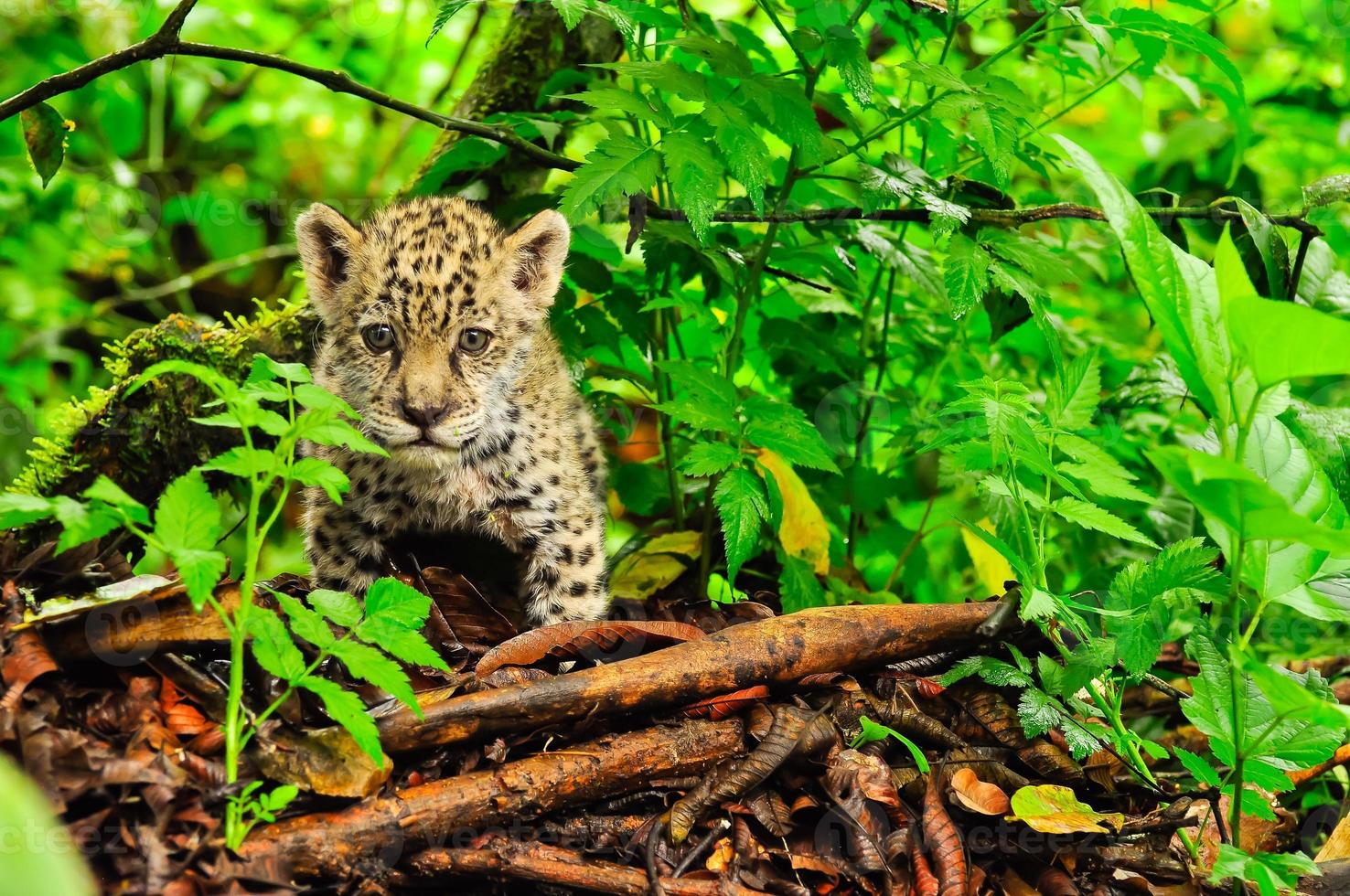 een jonge jaguar in het gras foto