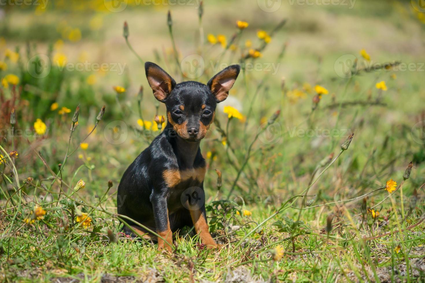 een jonge zwarte chihuachu foto