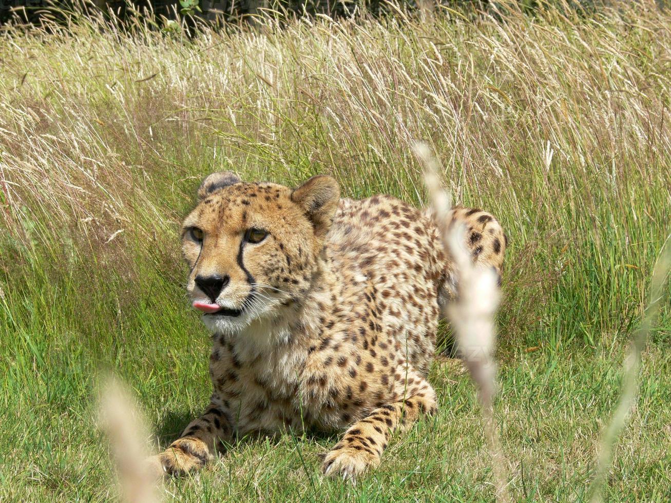 cheetah in een dierentuinomgeving foto