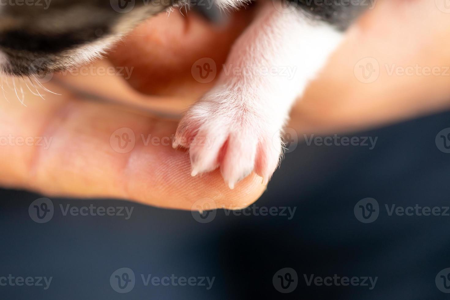 een puppy van twee weken oud foto