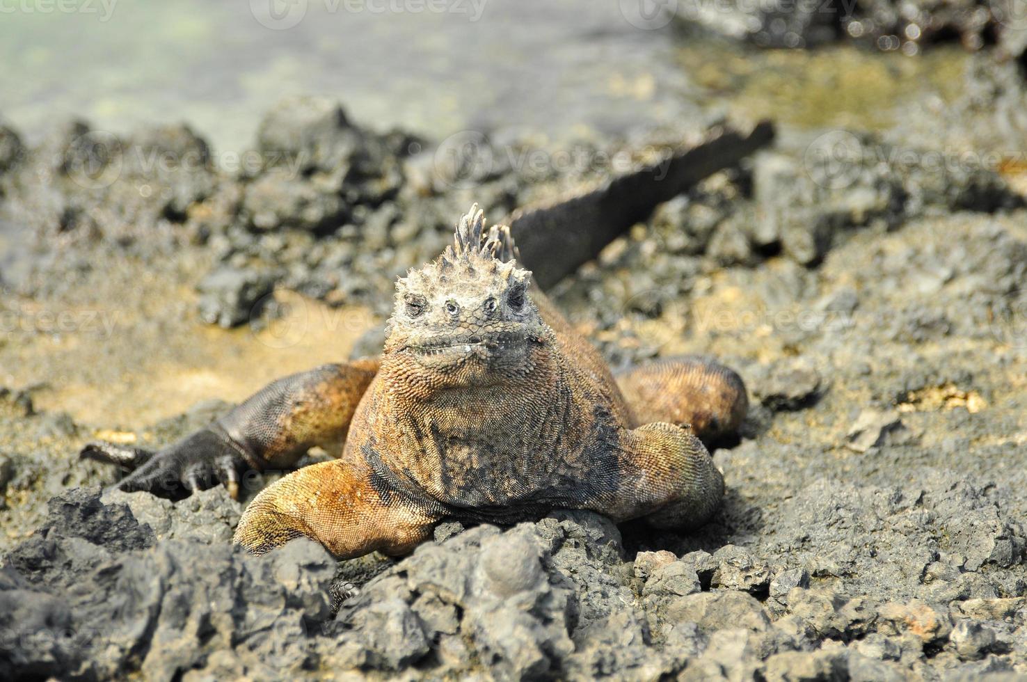 zeeleguaan, ecuador foto