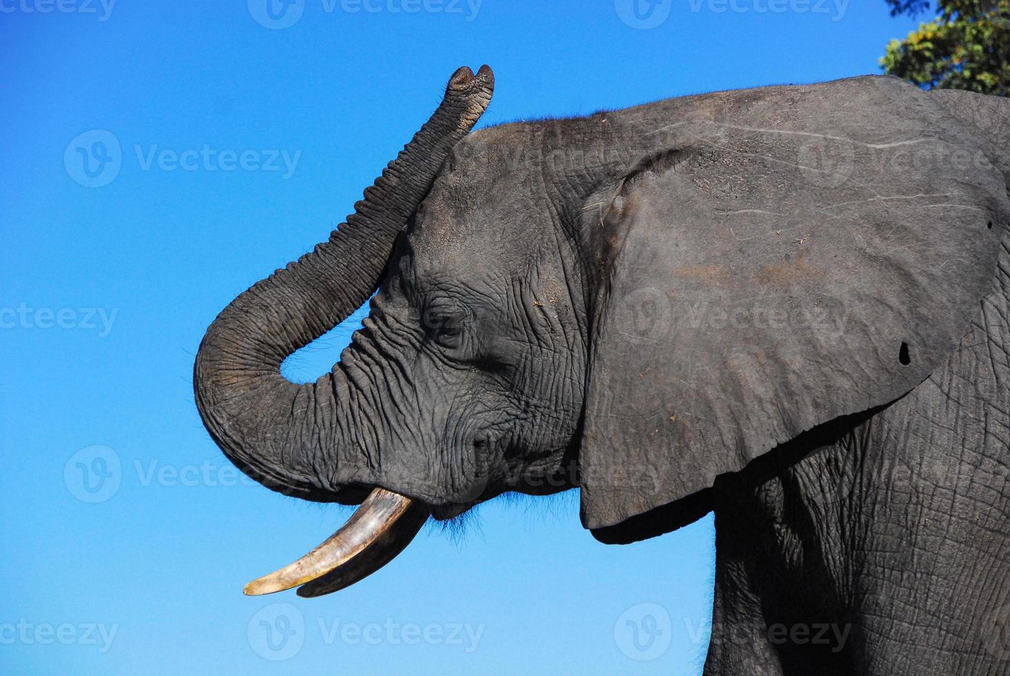 een profiel van een olifantenkop foto