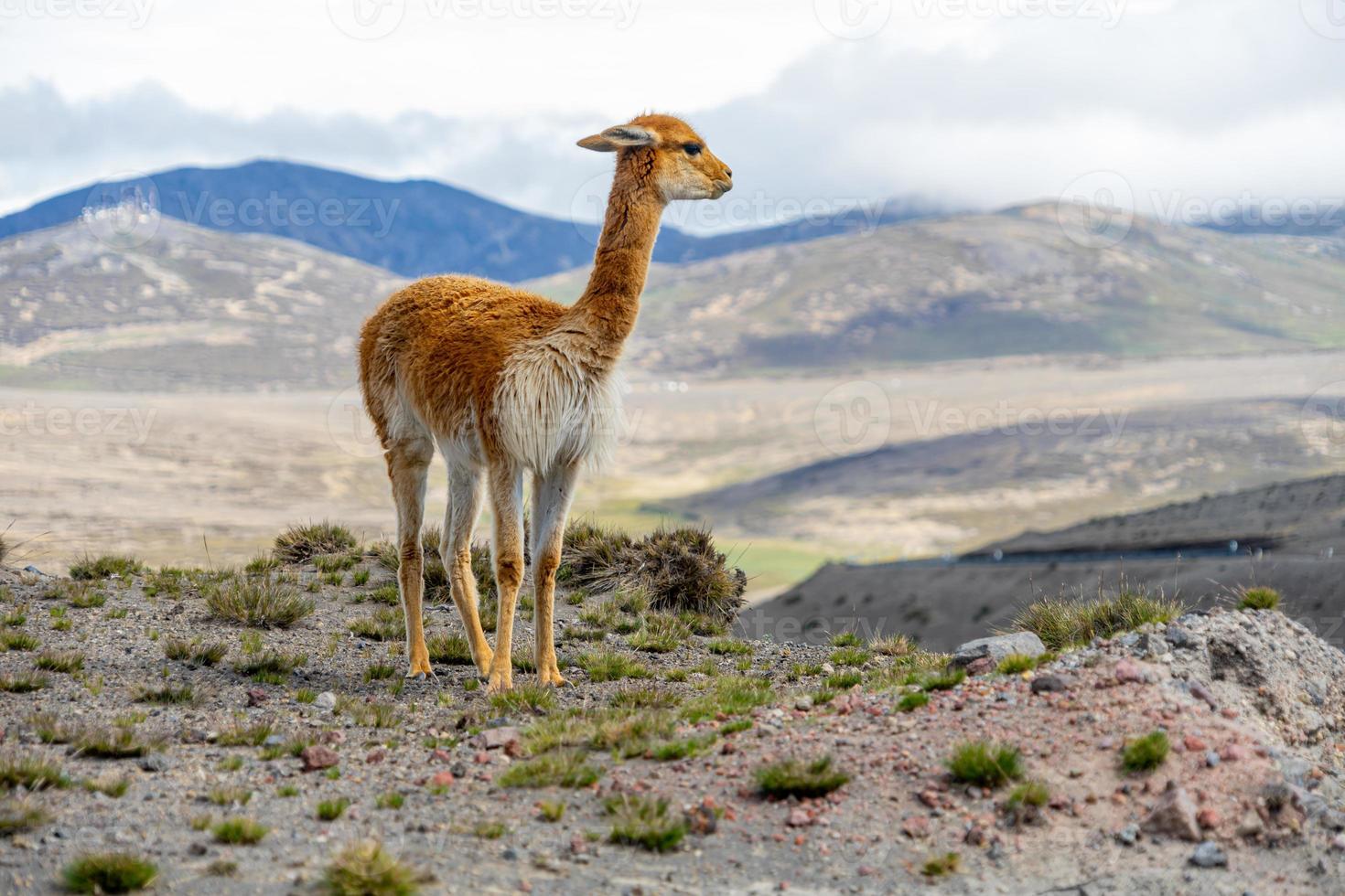 dieren in het wild in het chimborazo natuurreservaat in ecuador foto