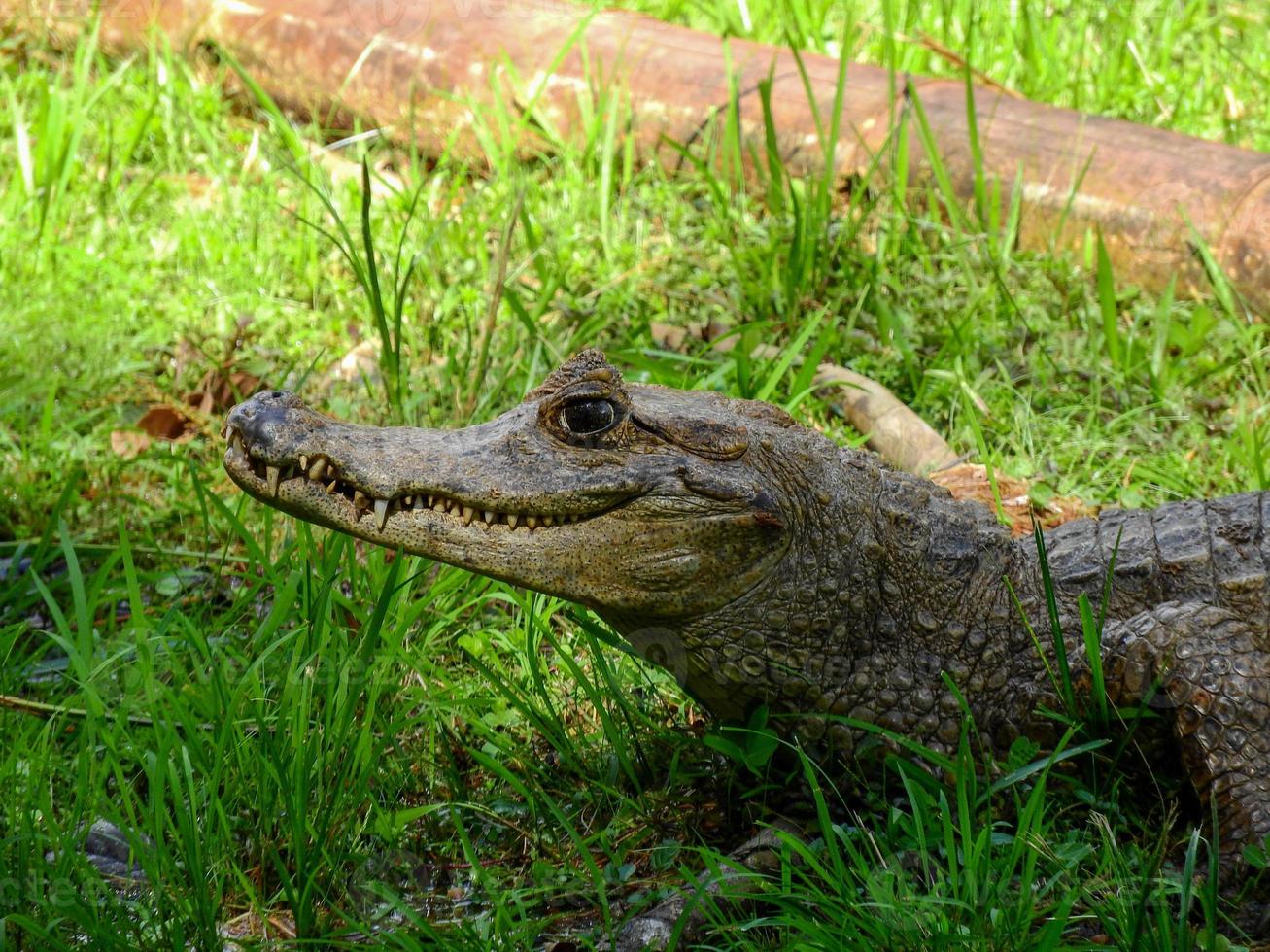 een kaaiman aan de oevers van een lagune, amazone, ecuador foto