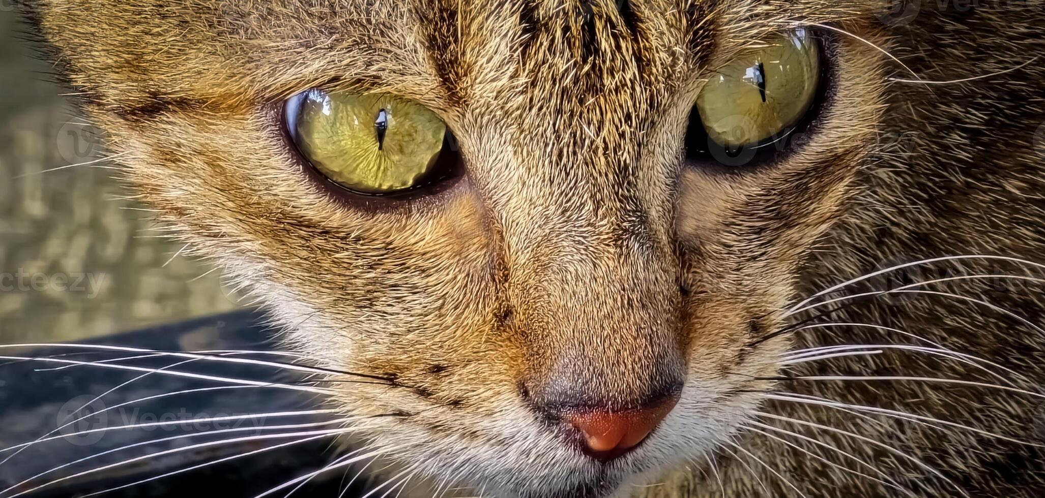 mooi schattig verlaten straat kat met pluizig vacht, een verdwaald kat in de straat foto