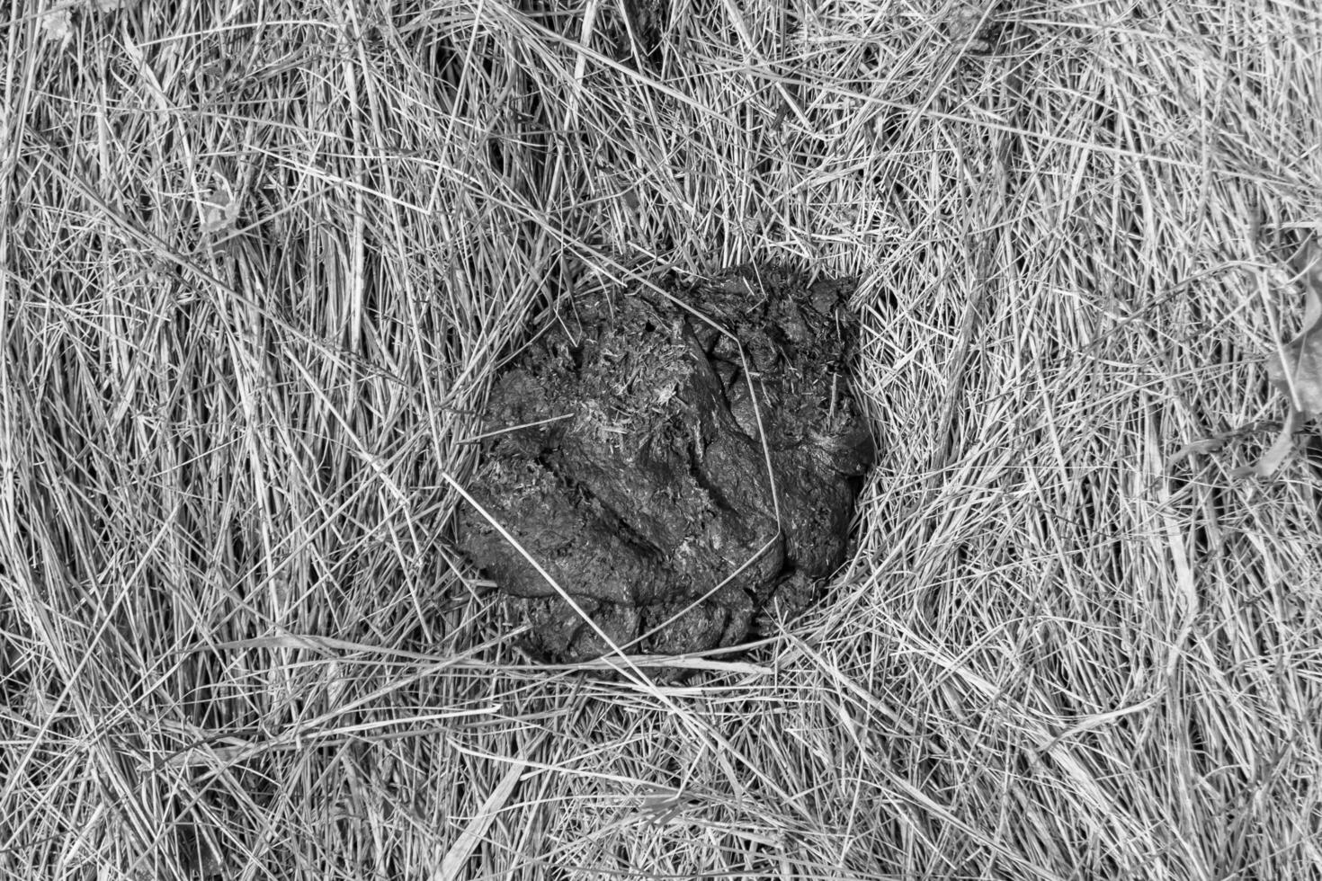 fotografie Aan thema vers koe mest leugens Aan mest dier boerderij foto