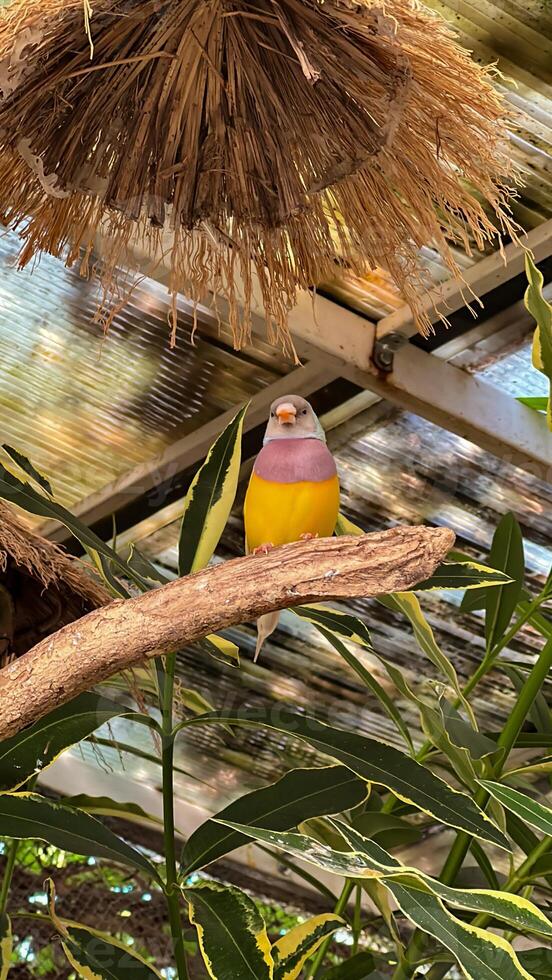 een charmant parkiet met een pastel gevederte zitstokken Aan een Afdeling tegen een tropisch achtergrond, ideaal voor sereen natuur thema's foto