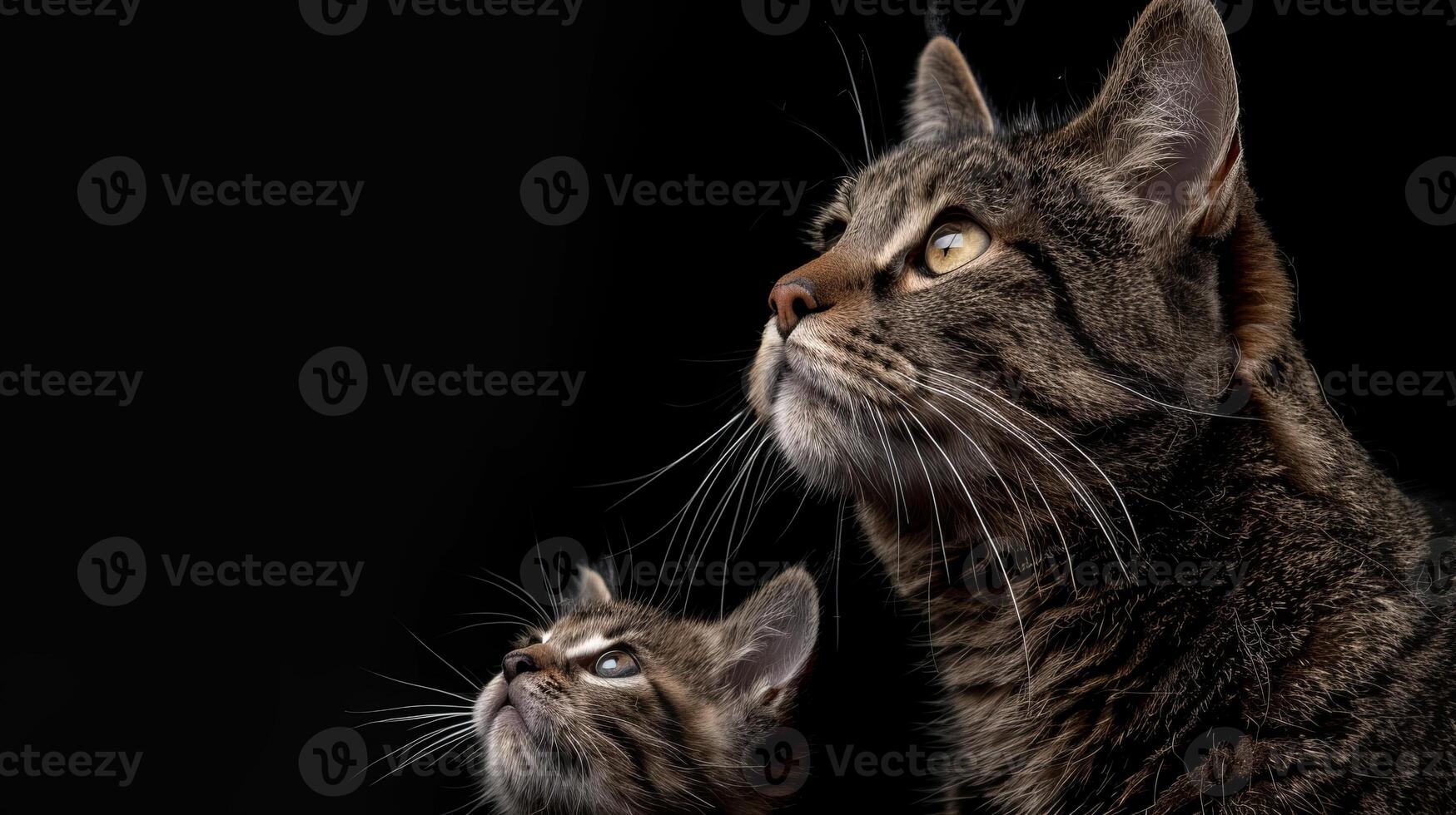 andean berg kat en katje portret met tekst ruimte, voorwerp voor context en ontwerp integratie foto