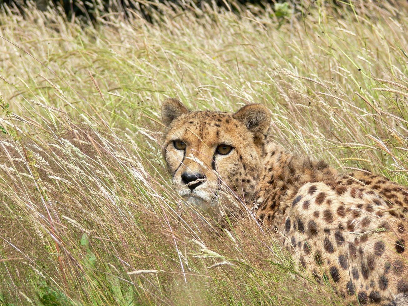 cheetah in een dierentuinomgeving foto