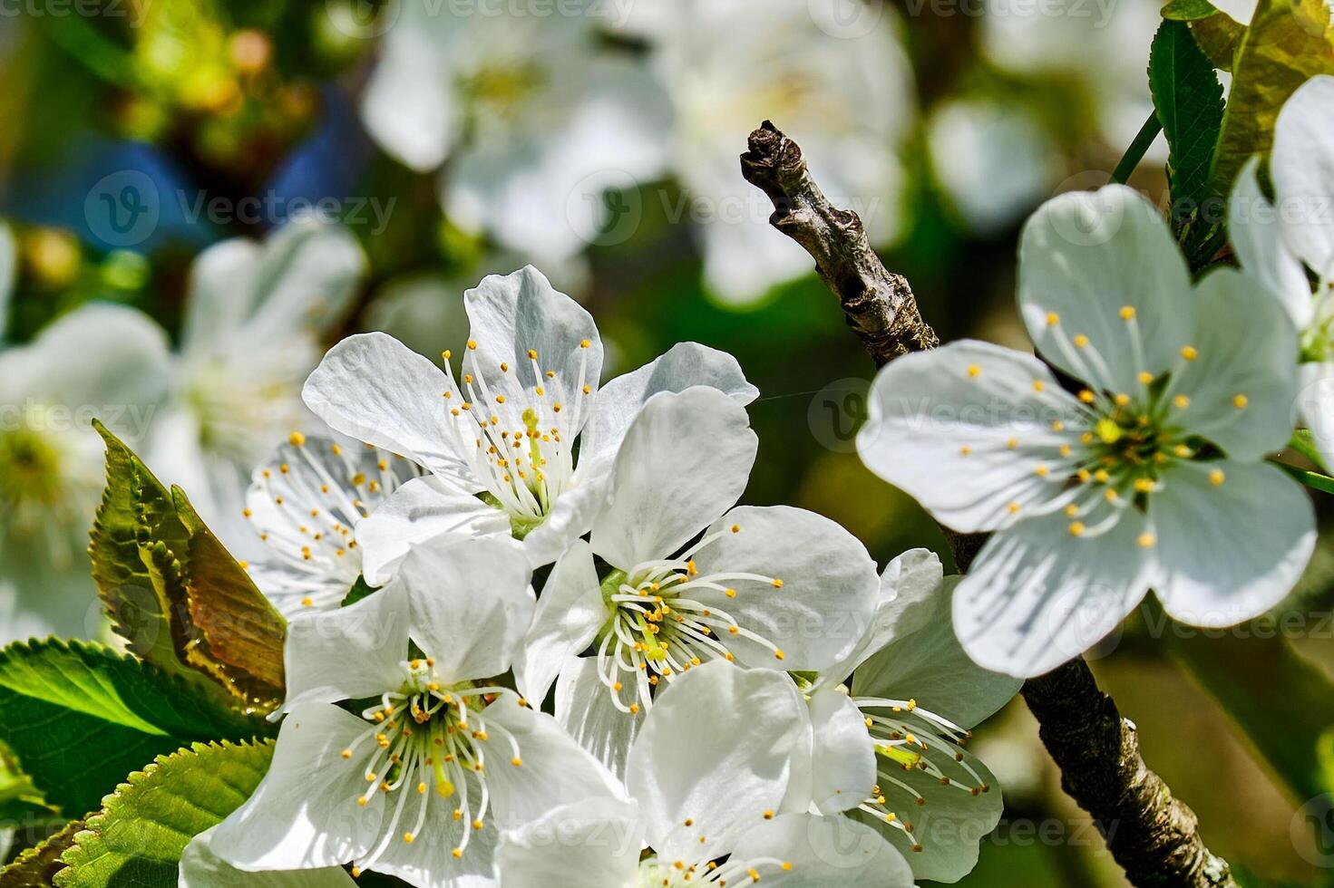 wit kers bloesems Aan een warm zonnig voorjaar middag foto